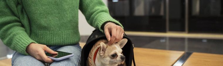Best Airline to Travel With Pets