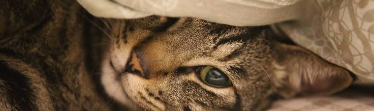 Cat Boarding VS Cat Sitting: Which to Choose?