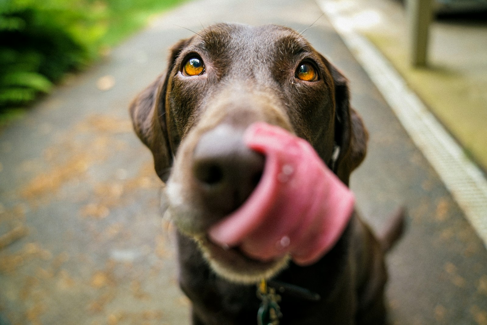 Dog Body Language: 10 Signals You Might Be Missing