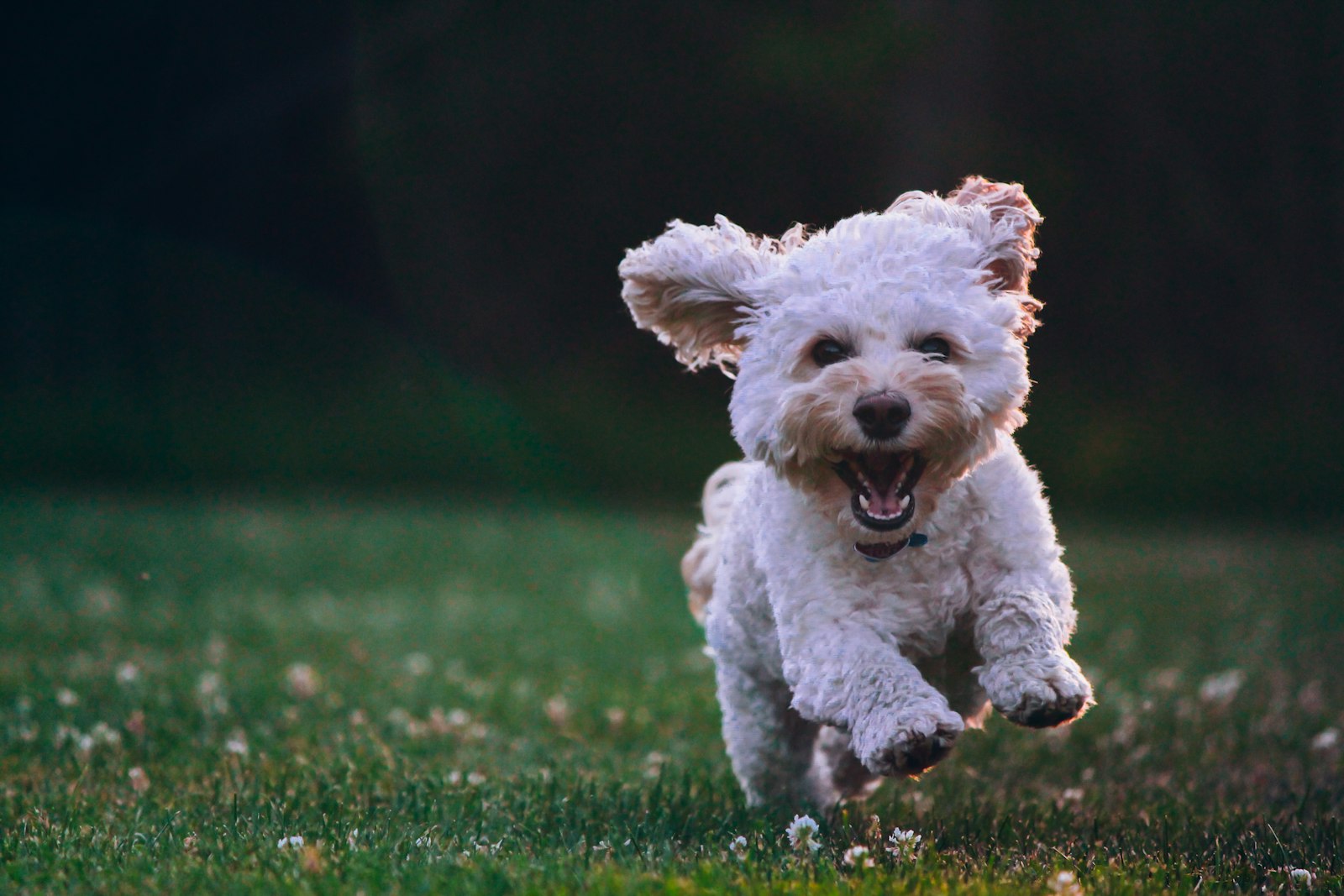 Around London with Your Dog: Parks, Cafes and Pubs That Welcome Pets
