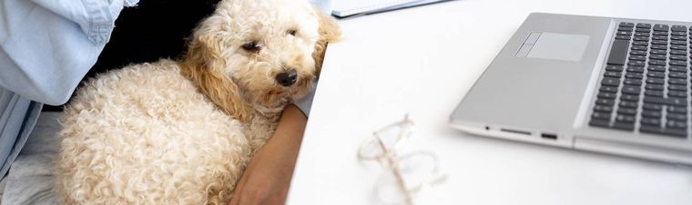 Dog Sitting and Taxes: What You Need to Know