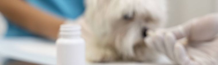 Essential First Aid Kit for Dogs and Cats: What Every Pet Owner Must Pack