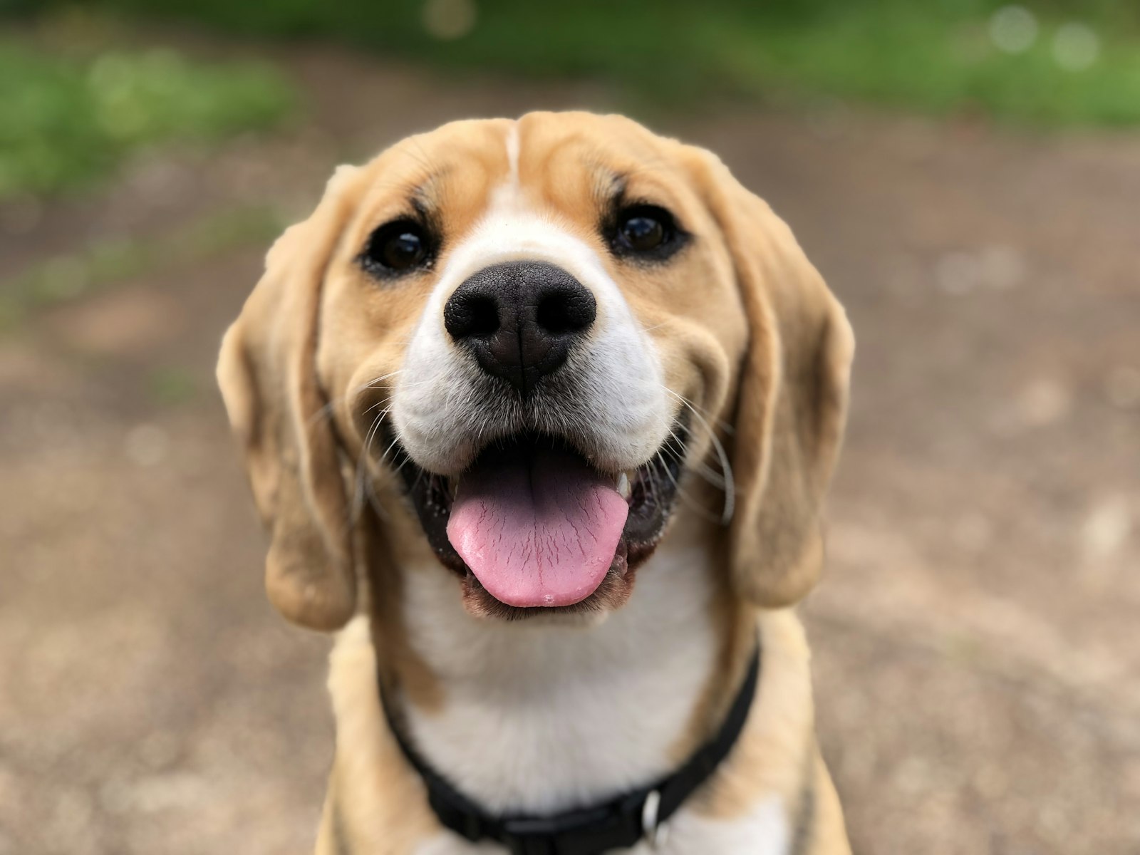 The First 30 Days with a Puppy: A Checklist for New Owners