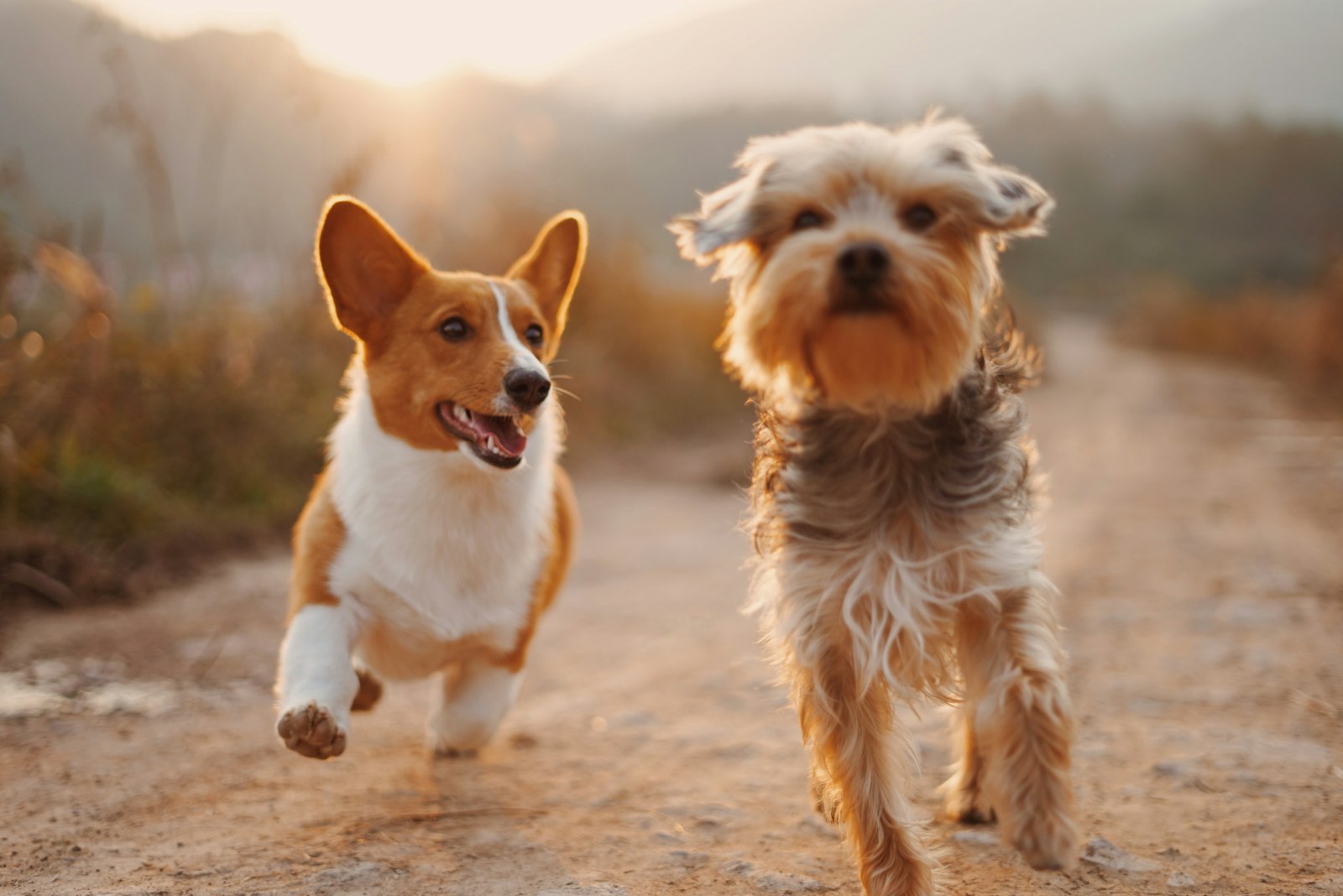 How Often Should You Walk Your Dog: A Guide by Breed and Age