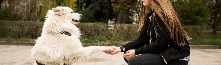 How to Get a Scared Dog to Trust You: Step-by-Step Guide