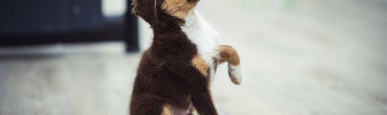 How to Potty Train a Puppy Indoors: A Step-by-Step Guide