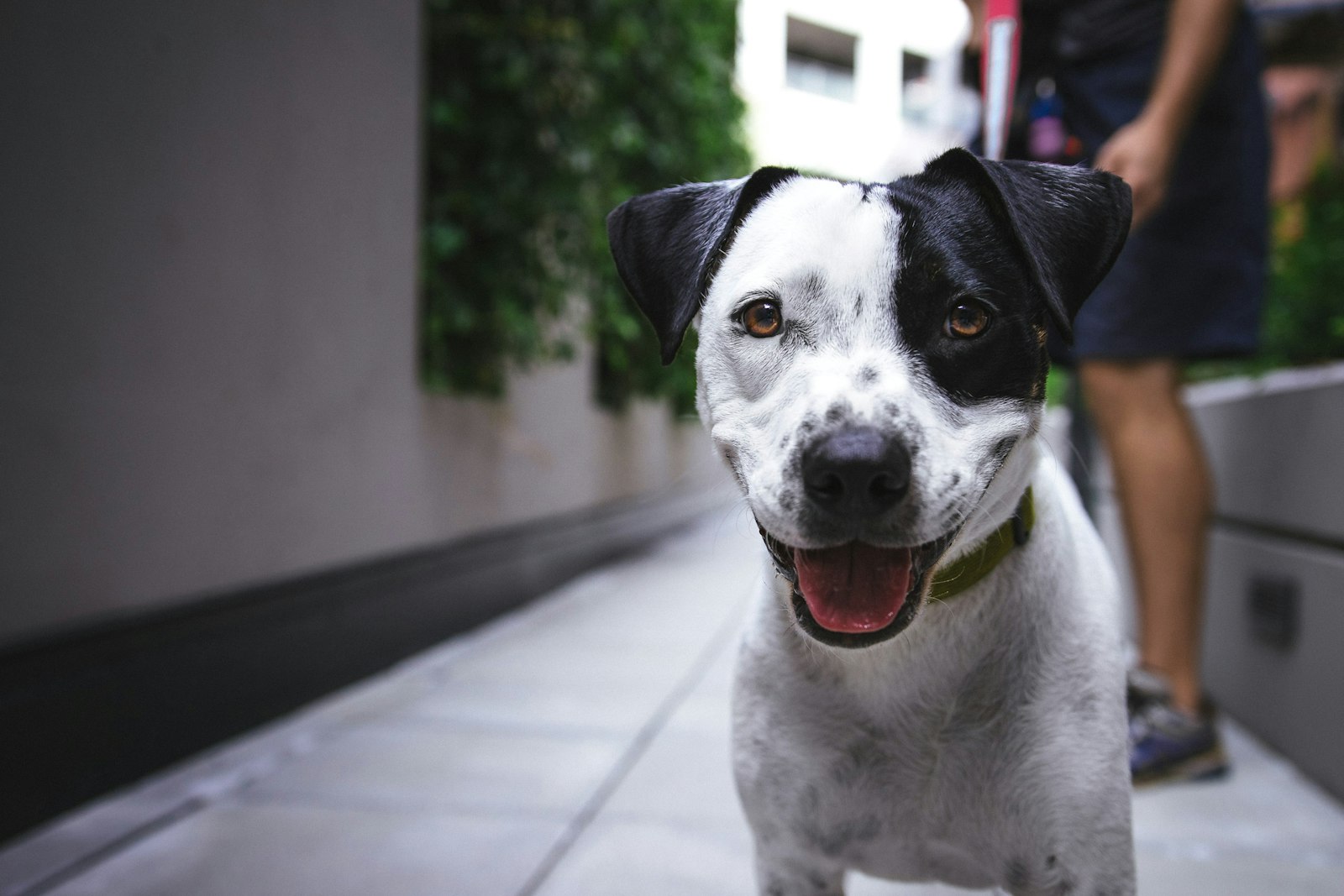 Heat and Pets: How to Protect Your Dog and Cat From Overheating in the City