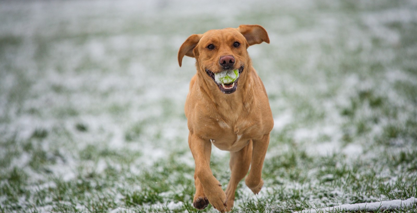 How to Teach Your Dog to Come When Called on Walks