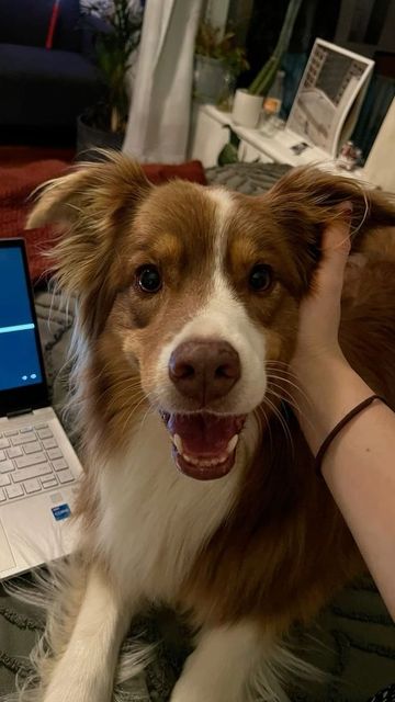A Flat4Pet caregiver with a happy dog